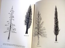 他の写真2: ブルーノ・ムナーリ Bruno Munari / drawing a tree 木をかこう