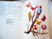 画像14: カレル・スヴォリンスキーKarel Svolinsky:絵 Karel Plicka, Frantisek Volf:著　/  Cesky rok Leto （チェコの四季 - 夏）＜チェコ絵本＞