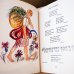 画像6: カレル・スヴォリンスキーKarel Svolinsky:絵 Karel Plicka, Frantisek Volf:著　/  Cesky rok Leto （チェコの四季 - 夏）＜チェコ絵本＞ (6)
