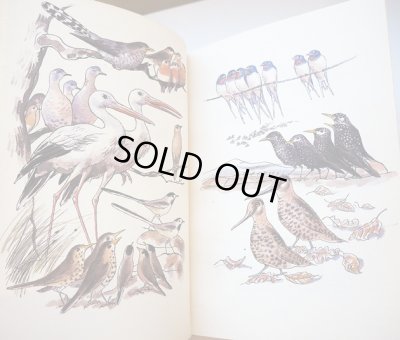 画像3: カレル・スヴォリンスキーKarel Svolinsky:絵 Karel Plicka, Frantisek Volf:著　/  Cesky rok Podzim （チェコの四季 - 秋）＜チェコ絵本＞