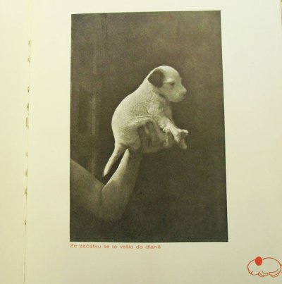 画像3: カレル・チャペック Karel Capek:著・絵・写真 / Dasenka cili zivot stenete 1946