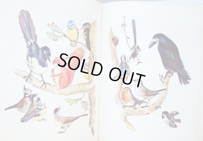 画像3: カレル・スヴォリンスキー Karel Svolinsky:絵 Josef Zeman:著 / Dobrodruzstvi veverky Zrzecky ＜チェコ絵本＞