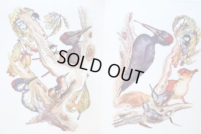 画像6: カレル・スヴォリンスキー Karel Svolinsky:絵 Josef Zeman:著 / Dobrodruzstvi veverky Zrzecky ＜チェコ絵本＞