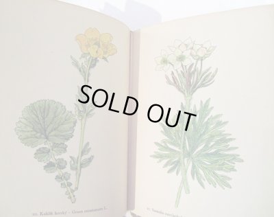 画像3: カレル・スヴォリンスキーKarel Svolinsky:絵 F. A. Novak:著　/  Horske rostliny （山の植物）　＜チェコ絵本＞