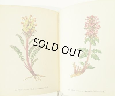 画像4: カレル・スヴォリンスキーKarel Svolinsky:絵 F. A. Novak:著　/  Horske rostliny （山の植物）　＜チェコ絵本＞