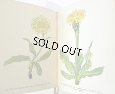 画像5: カレル・スヴォリンスキーKarel Svolinsky:絵 F. A. Novak:著　/  Horske rostliny （山の植物）　＜チェコ絵本＞