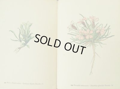 画像6: カレル・スヴォリンスキーKarel Svolinsky:絵 F. A. Novak:著　/  Horske rostliny （山の植物）　＜チェコ絵本＞