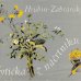 画像1: Adolf Zabransky:絵 Frantisek Hrubin:著 / Kyticka z nacrtniku ＜チェコ絵本＞ (1)