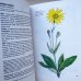 画像2: カレル・スヴォリンスキー Karel Svolinsky, Kvetoslav Hisek :絵 L. Thurzova:著 / Maly atlas liecivych rastlin（薬用植物図鑑）　＜チェコ絵本＞ (2)