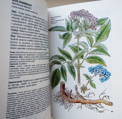 画像3: カレル・スヴォリンスキー Karel Svolinsky, Kvetoslav Hisek :絵 L. Thurzova:著 / Maly atlas liecivych rastlin（薬用植物図鑑）1983　＜チェコ絵本＞