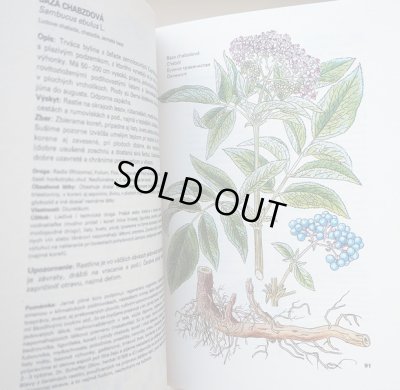 画像3: カレル・スヴォリンスキー Karel Svolinsky, Kvetoslav Hisek :絵 L. Thurzova:著 / Maly atlas liecivych rastlin(薬用植物図鑑) <チェコ絵本>