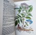 画像3: カレル・スヴォリンスキー Karel Svolinsky, Kvetoslav Hisek :絵 L. Thurzova:著 / Maly atlas liecivych rastlin（薬用植物図鑑）　＜チェコ絵本＞
