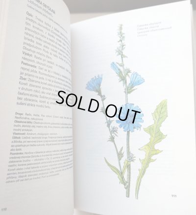 画像4: カレル・スヴォリンスキー Karel Svolinsky, Kvetoslav Hisek :絵 L. Thurzova:著 / Maly atlas liecivych rastlin(薬用植物図鑑) <チェコ絵本>