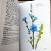 画像4: カレル・スヴォリンスキー Karel Svolinsky, Kvetoslav Hisek :絵 L. Thurzova:著 / Maly atlas liecivych rastlin（薬用植物図鑑）　＜チェコ絵本＞ (4)