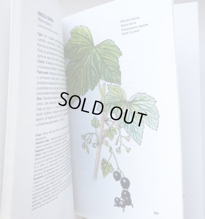 画像5: カレル・スヴォリンスキー Karel Svolinsky, Kvetoslav Hisek :絵 L. Thurzova:著 / Maly atlas liecivych rastlin(薬用植物図鑑) <チェコ絵本>