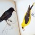 画像2: カレル・スヴォリンスキー Karel Svolinsky:絵 Josef Jirsik:著 / Ptaci (鳥図鑑）＜チェコ絵本＞ (2)