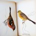 画像3: カレル・スヴォリンスキー Karel Svolinsky:絵 Josef Jirsik:著 / Ptaci (鳥図鑑）＜チェコ絵本＞ (3)