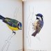 画像4: カレル・スヴォリンスキー Karel Svolinsky:絵 Josef Jirsik:著 / Ptaci (鳥図鑑）＜チェコ絵本＞ (4)