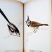 画像5: カレル・スヴォリンスキー Karel Svolinsky:絵 Josef Jirsik:著 / Ptaci (鳥図鑑）＜チェコ絵本＞ (5)