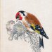 画像1: カレル・スヴォリンスキー Karel Svolinsky:絵 Josef Jirsik:著 / Ptaci (鳥図鑑）＜チェコ絵本＞ (1)
