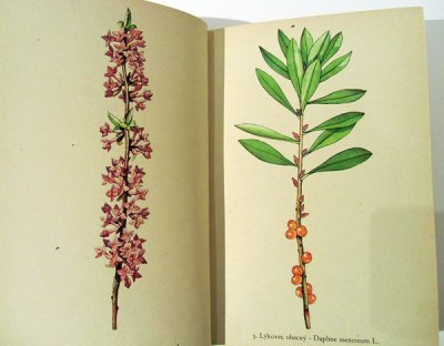 画像2: カレル・スヴォリンスキーKarel Svolinsky:絵 F. A. Novak:著　/  Rostliny （植物）　＜チェコ絵本＞