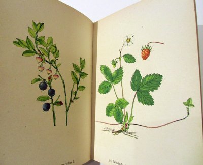 画像3: カレル・スヴォリンスキーKarel Svolinsky:絵 F. A. Novak:著　/  Rostliny （植物）　＜チェコ絵本＞