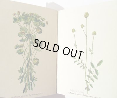 画像3: カレル・スヴォリンスキー Karel Svolinsky:絵 F. A. Novak:著 /  Rostliny 2 (植物) <チェコ絵本>