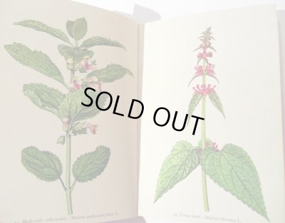 画像4: カレル・スヴォリンスキー Karel Svolinsky:絵 F. A. Novak:著 /  Rostliny 2 (植物) <チェコ絵本>