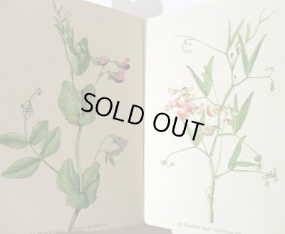 画像5: カレル・スヴォリンスキー Karel Svolinsky:絵 F. A. Novak:著 /  Rostliny 2 (植物) <チェコ絵本>