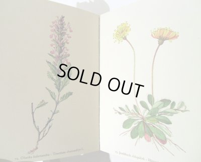 画像6: カレル・スヴォリンスキー Karel Svolinsky:絵 F. A. Novak:著 /  Rostliny 2 (植物) <チェコ絵本>