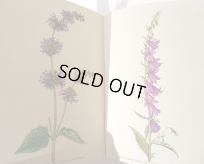 画像7: カレル・スヴォリンスキー Karel Svolinsky:絵 F. A. Novak:著 /  Rostliny 2 (植物) <チェコ絵本>