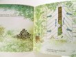 画像4: ブルーノ・ムナーリ Bruno Munari / Cappuccetto Verde 緑ずきんちゃん (4)
