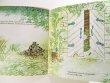 画像4: ブルーノ・ムナーリ Bruno Munari / Cappuccetto Verde 緑ずきんちゃん (4)