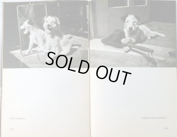 画像7: カレル・チャペック Karel Capek:著・絵・写真 / Dasenka cili zivot stenete 1970 (7)