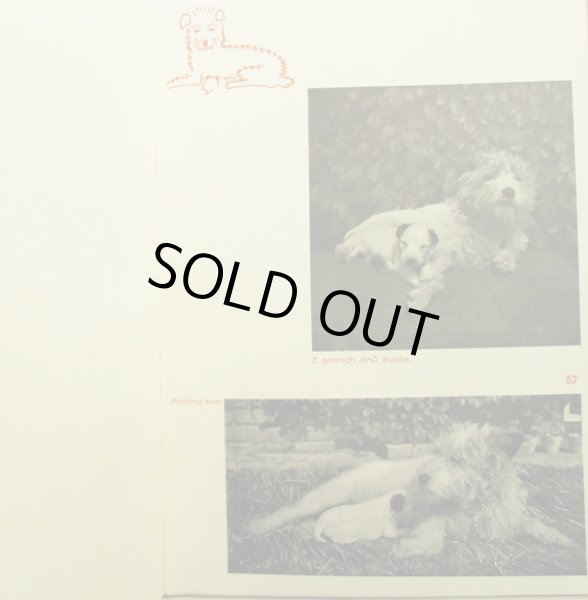 画像4: カレル・チャペック Karel Capek:著・絵・写真 / Dasenka cili zivot stenete 1942 (4)