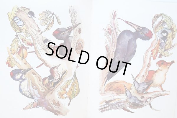 画像6: カレル・スヴォリンスキー Karel Svolinsky:絵 Josef Zeman:著 / Dobrodruzstvi veverky Zrzecky <チェコ絵本> (6)