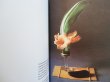 画像4: ブルーノ・ムナーリ Bruno Munari / a flower with love (4)