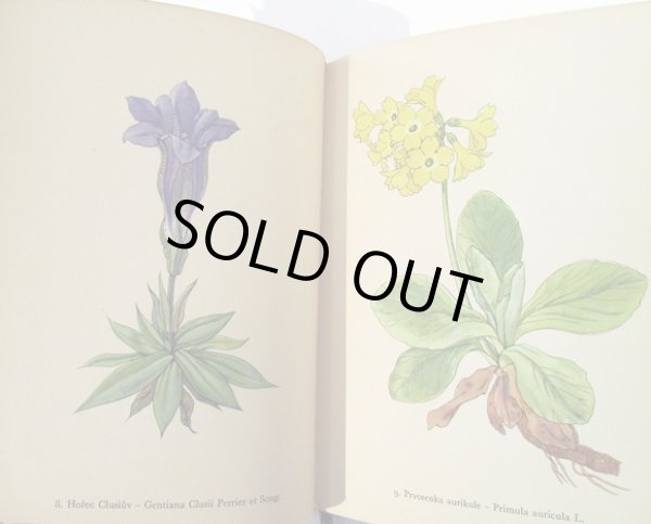 画像2: カレル・スヴォリンスキーKarel Svolinsky:絵 F. A. Novak:著 /  Horske rostliny (山の植物) <チェコ絵本> (2)