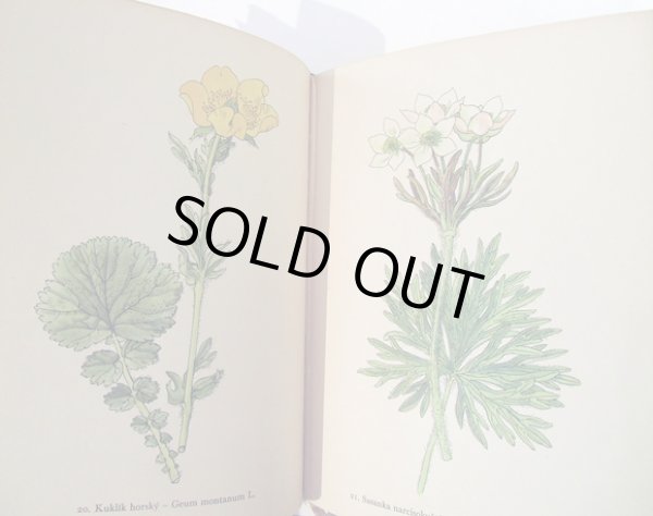 画像3: カレル・スヴォリンスキーKarel Svolinsky:絵 F. A. Novak:著 /  Horske rostliny (山の植物) <チェコ絵本> (3)