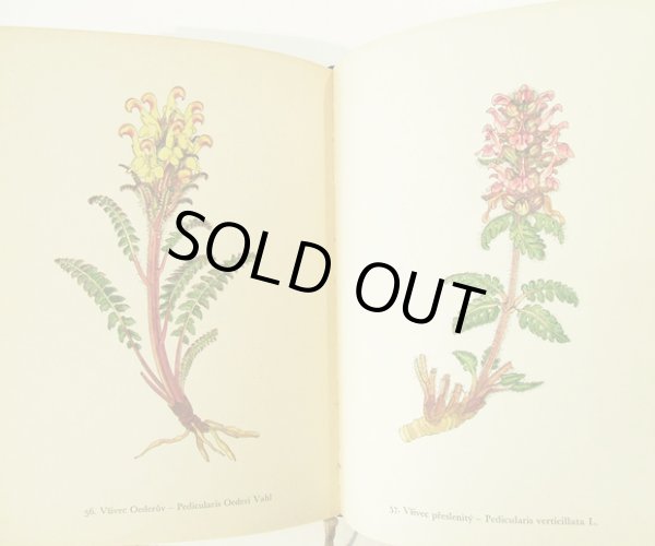 画像4: カレル・スヴォリンスキーKarel Svolinsky:絵 F. A. Novak:著 /  Horske rostliny (山の植物) <チェコ絵本> (4)