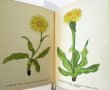 画像5: カレル・スヴォリンスキーKarel Svolinsky:絵 F. A. Novak:著　/  Horske rostliny （山の植物）　＜チェコ絵本＞ (5)