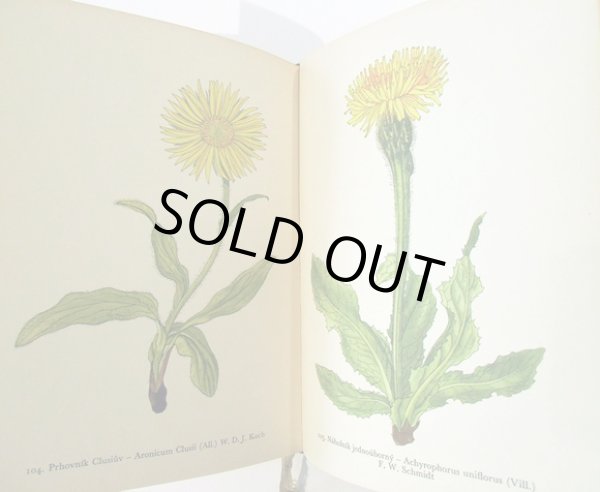 画像5: カレル・スヴォリンスキーKarel Svolinsky:絵 F. A. Novak:著 /  Horske rostliny (山の植物) <チェコ絵本> (5)