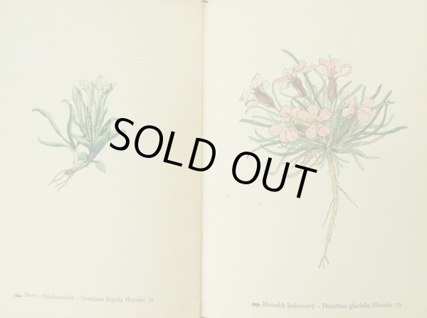 画像6: カレル・スヴォリンスキーKarel Svolinsky:絵 F. A. Novak:著 /  Horske rostliny (山の植物) <チェコ絵本> (6)