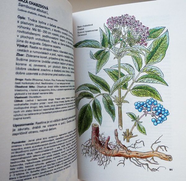 画像3: カレル・スヴォリンスキー Karel Svolinsky, Kvetoslav Hisek :絵 L. Thurzova:著 / Maly atlas liecivych rastlin（薬用植物図鑑）1983　＜チェコ絵本＞ (3)