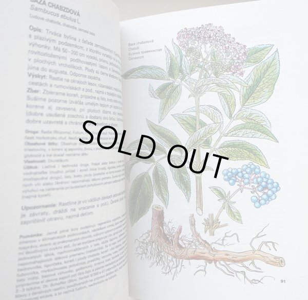 画像3: カレル・スヴォリンスキー Karel Svolinsky, Kvetoslav Hisek :絵 L. Thurzova:著 / Maly atlas liecivych rastlin（薬用植物図鑑）　＜チェコ絵本＞ (3)