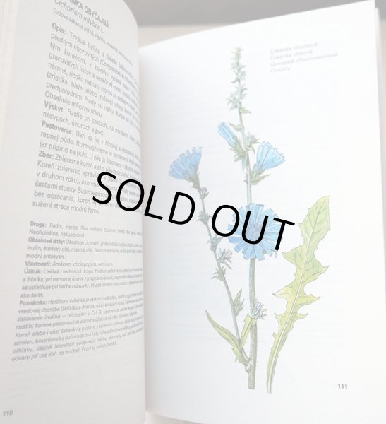 画像4: カレル・スヴォリンスキー Karel Svolinsky, Kvetoslav Hisek :絵 L. Thurzova:著 / Maly atlas liecivych rastlin（薬用植物図鑑）　＜チェコ絵本＞ (4)