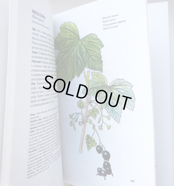 画像5: カレル・スヴォリンスキー Karel Svolinsky, Kvetoslav Hisek :絵 L. Thurzova:著 / Maly atlas liecivych rastlin（薬用植物図鑑）　＜チェコ絵本＞ (5)