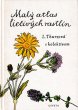 画像1: カレル・スヴォリンスキー Karel Svolinsky, Kvetoslav Hisek :絵 L. Thurzova:著 / Maly atlas liecivych rastlin（薬用植物図鑑）1983　＜チェコ絵本＞ (1)