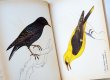 画像2: カレル・スヴォリンスキー Karel Svolinsky:絵 Josef Jirsik:著 / Ptaci (鳥図鑑）＜チェコ絵本＞ (2)