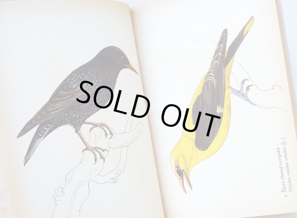 画像2: カレル・スヴォリンスキー Karel Svolinsky:絵 Josef Jirsik:著 / Ptaci (鳥図鑑）＜チェコ絵本＞ (2)